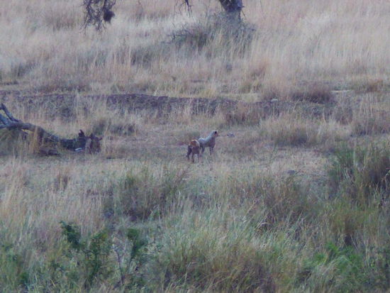 2 der 3 Gepardenbabys