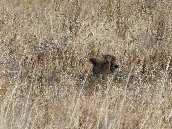 Unser letzter, insg. 8. Gepard!