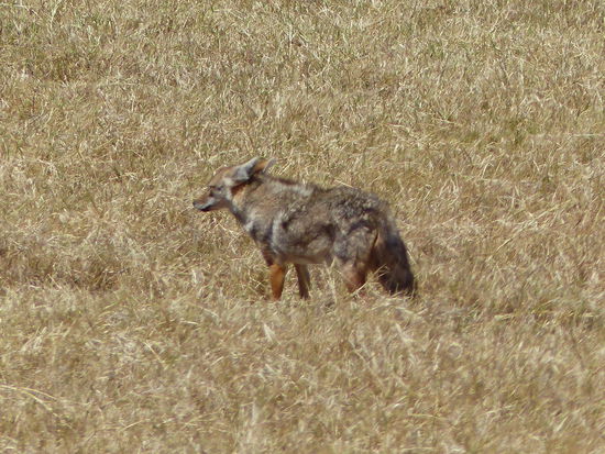 Die zotteligen Goldschakale: die 3. und letzten Schakale!