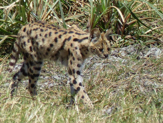 Eines der größten tierischen Highlights des Urlaubs: der SERVAL!!!