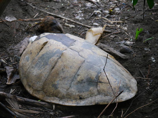Schildkrötenpanzer -  So riesig sind die!
