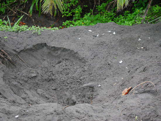 So sieht übrigens ein Loch aus, dass die Schildkröte buddelt um darin ihre Eier zu vergraben