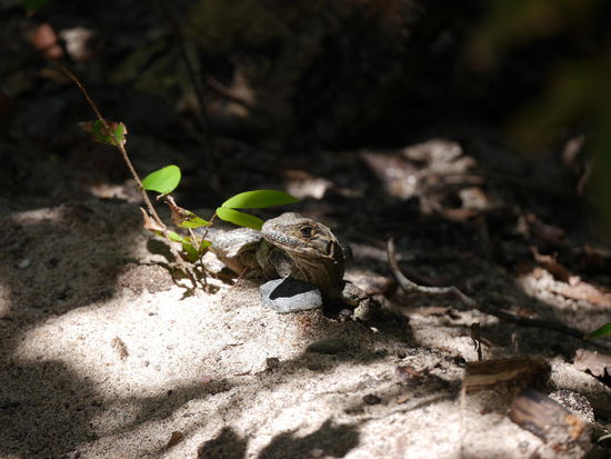 Mal wieder in paar Echsen...