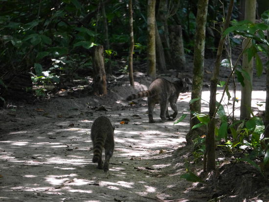 Und unsere frechen Weggefährten...