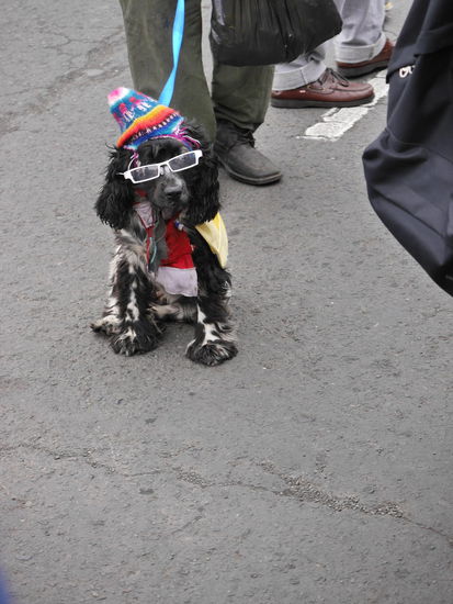 Das trägt der hippe Hund in Peru.. 