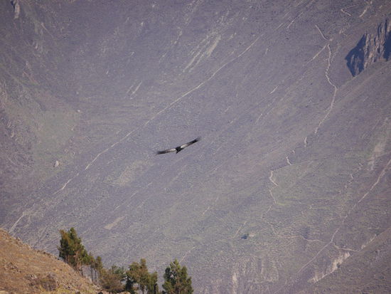 Kondor ueber dem Colca Canyon