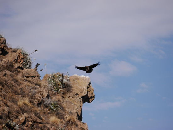 Kondor im Anflug 