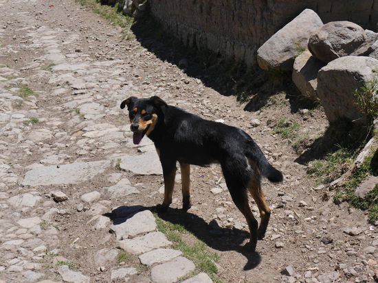 Unser treuer Begleiter
