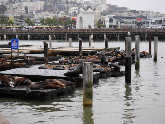Faulenzende Robben am Fisherman's Wharf