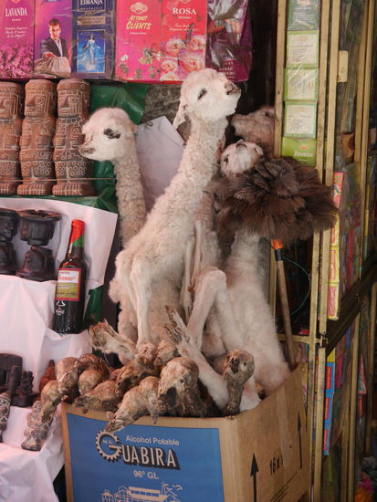Lamas in jeglicher Entwicklungsstufe