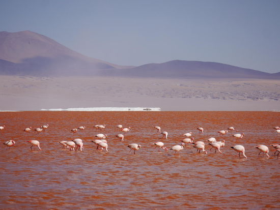 Rote Lagune - die Farbe verändert sich durch die Photosynthese der Algen