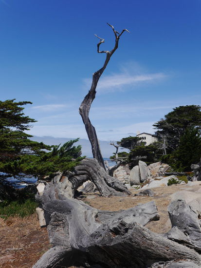 Ghost tree entlag des 17 mile drives