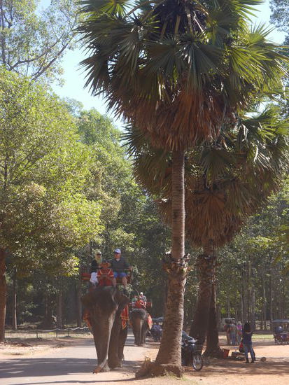 .. erkunden andere die Anlage auf dem Rücken eines Elefanten 
