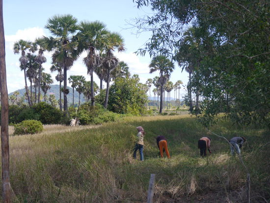Arbeiterinnen im Reisfeld