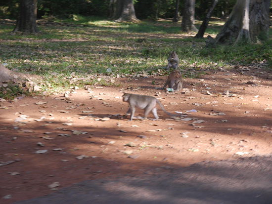 Ein paar Affen sprangen auch noch rum 