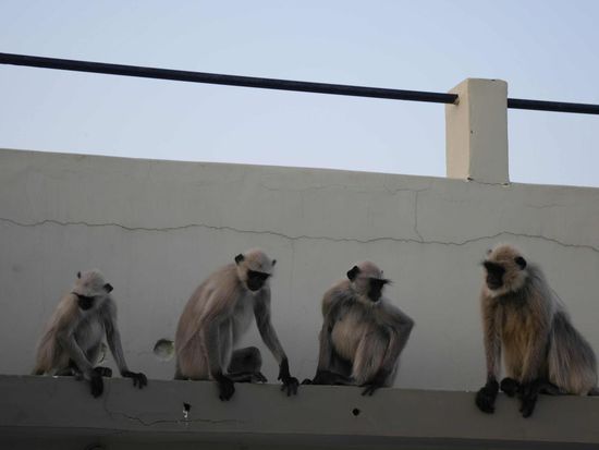 Ein paar Äffchen chillen auf dem Dach unseres Hotels 
