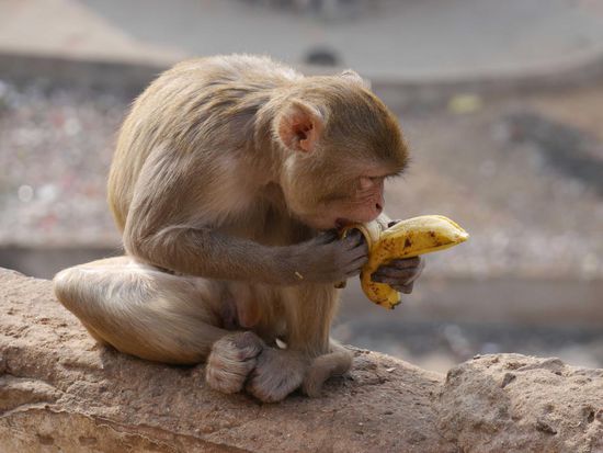 Affenfütterung