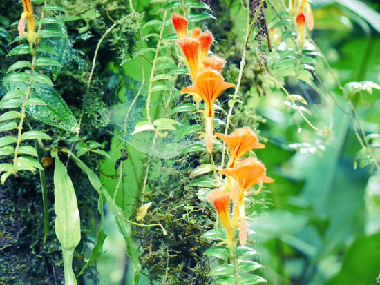 Im Nationalpark Monteverde