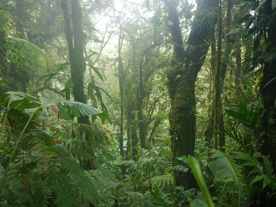 Im Nationalpark Monteverde
