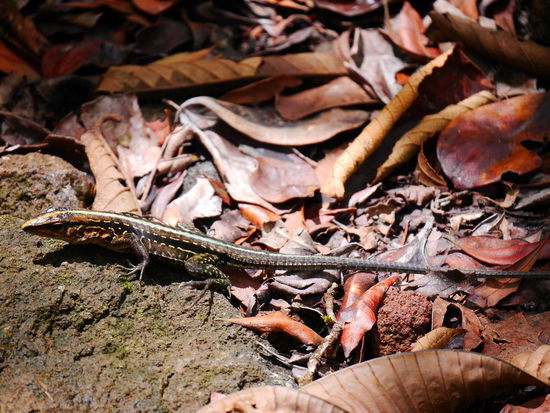 Eine der vielen Echsen, die unseren Weg kreuzte