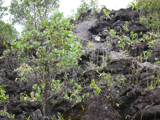 Der Weg führte uns auch durch Lavagestein