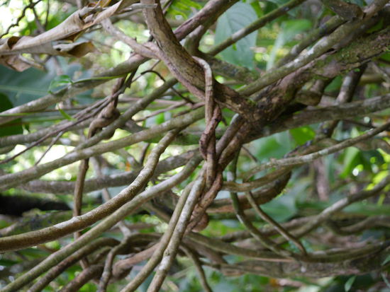 Kuriose Baumwindungen...