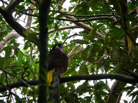 Um welchen Vogel handelt es sich hier?