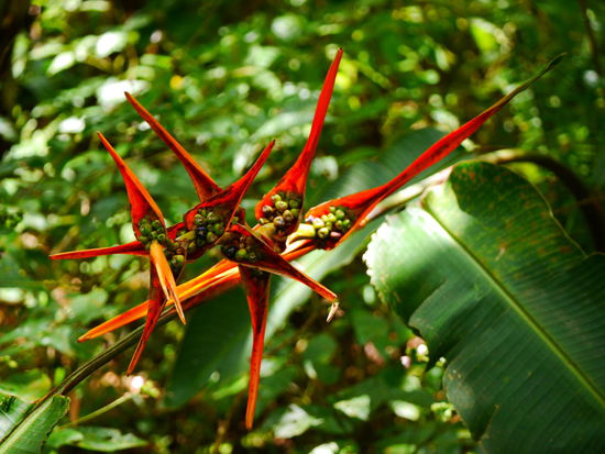 Und hier noch eins für die Pflanzenliebhaber unter uns.. 