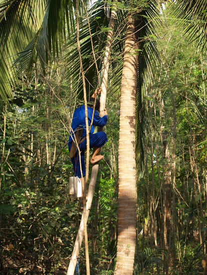 Hier haben wir gelernt wie Palmzucker hergestellt wird...