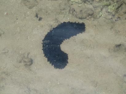 Da ich kein Unterwassergehauese fuer meine Kamera habe, ist das Foto dieser uebermaessig schoenen Seegurke, das einzigste Foto der Unterwasserwelt, das ich euch bieten kann