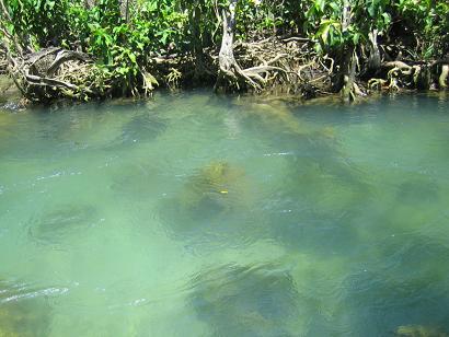 Wasser ist schoen gruen, auf dem Bild kommt das nicht ganz so rueber mit der Klarheit des Wassers...