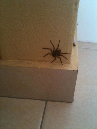 Meinen Mitbewohner (Schlafzimmer) möchte ich Euch natürlich auch nicht vorenthalten.