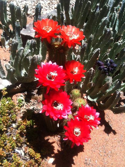 Hier werden Kakteengewächse richtig groß und blühen ganz toll