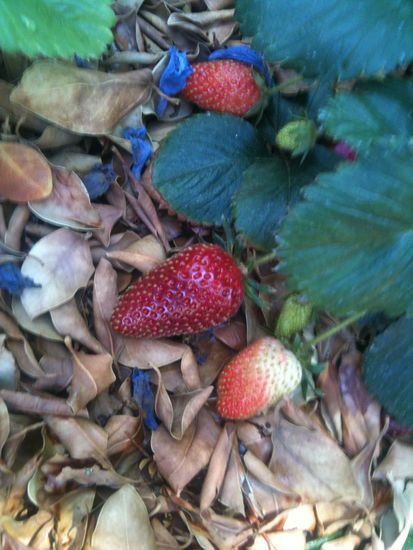 Auch die wachsen hier - im Hakbschatten.