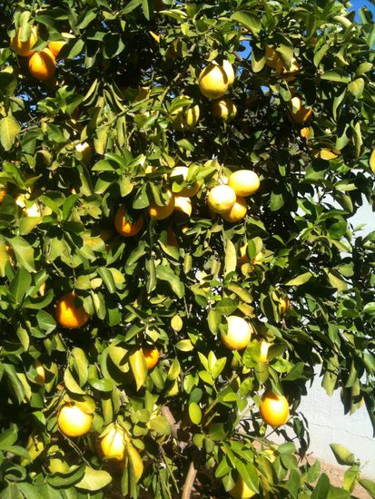 Ein Lemontree. Der hängt ganz voll. Und, das tut er drei mal im Jahr.
Sehr erfrischend, diese Zitrusfrüchte