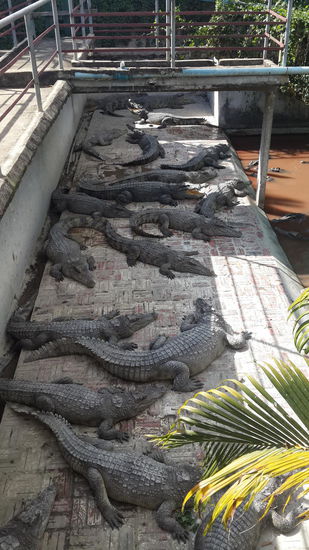 Die großen sind schon weniger süß, ein paar von denen haben über drei Meter...