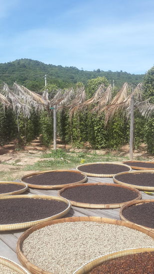 Pfeffer beim trocknen...
Im Hintergrund die Plantage...