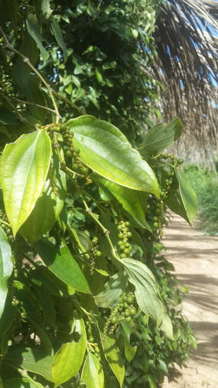 Der frische Pfeffer schmeckt am besten...  