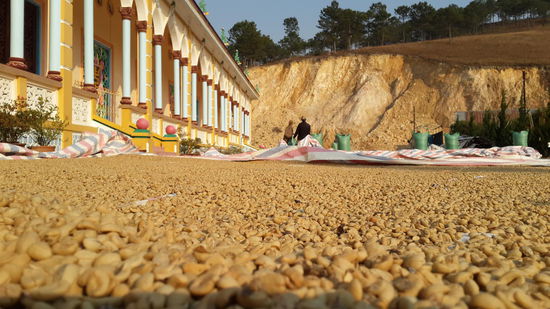 Kaffeebohnen beim trockenen...