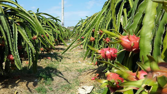 Dragonfruitplatagen so weit das Auge reicht...