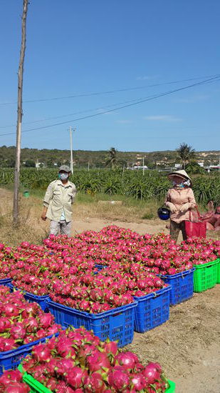 Wir bekamen sogar eine Frucht geschenkt...  