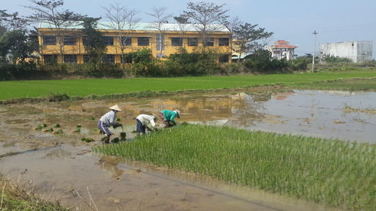 Beim Reis pflanzen...