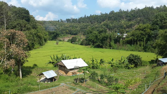 Das in der Mitte war meine bescheidene Hütte, war sogar aus Lehm..   
Im rechten Teil ist ein Gemüsegarten, im Hintergrund ist ein Reisfeld..