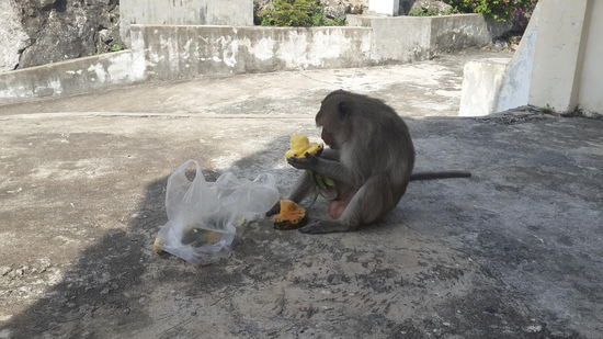 Der Affe hat mir meine Ananas geklaut...