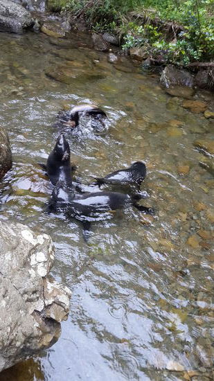 Auf dem Weg sah ich auch ein paar Robben