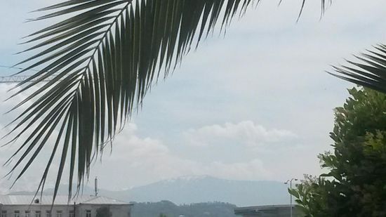 Palme mit schneebedecktem Berg.