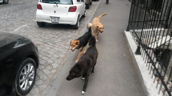 Sind uns fast ne Viertelstunde hinterhergelaufen.