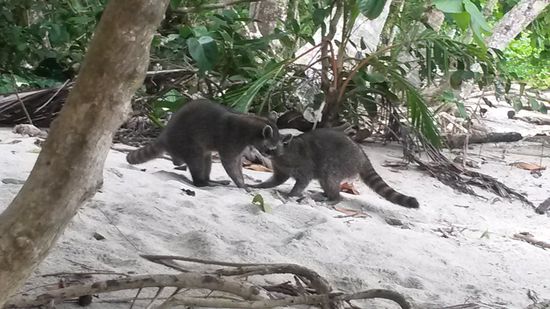 Faultiere habe ich im Manuel Antonio keine gesehen, Waschbären tun es auch.