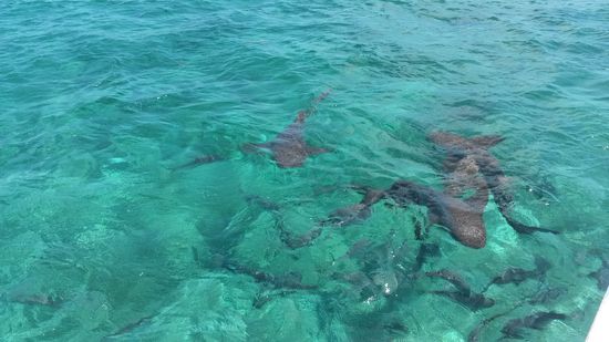 Ammenhaie (nurse sharks).