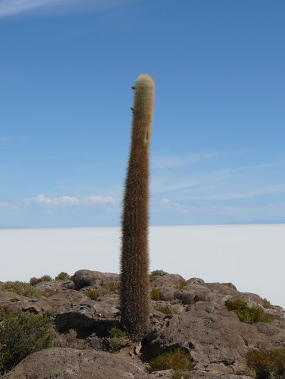 Von einer Insel hatte man eine super Aussicht auf die unendlichen weissen Weiten.